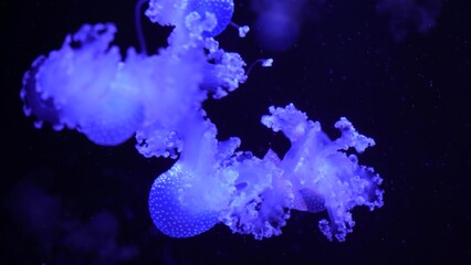 Fototapeta na wymiar video collection. Sea and ocean jellyfish swim in the water close-up. Illumination and bioluminescence in different colors in the dark. Exotic and rare jellyfish in the aquarium