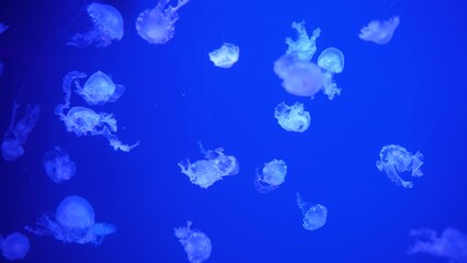 video collection. Sea and ocean jellyfish swim in the water close-up. Illumination and bioluminescence in different colors in the dark. Exotic and rare jellyfish in the aquarium