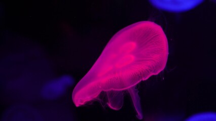 video collection. Sea and ocean jellyfish swim in the water close-up. Illumination and bioluminescence in different colors in the dark. Exotic and rare jellyfish in the aquarium © Yuliia