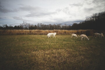 Obraz premium A maremma sheepdog on a farm in Ontario, Canada.