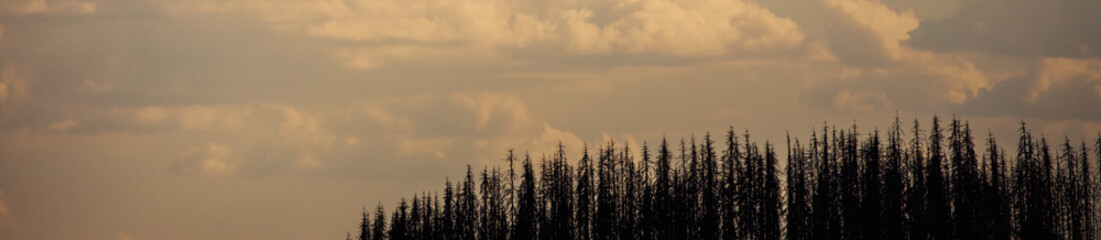 a dead forest and orange sky panorama