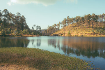 Forest landscape with a lake, many pine trees with a dominant green and blue color can be distinguished.