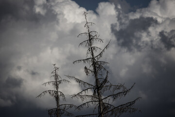 dead trees in front of big clouds