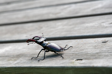 Close-up of a stag beetle (Lucanus cervus), male, on a wooden terrace