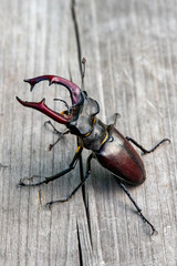 Close-up of a stag beetle (Lucanus cervus), male, on a wooden terrace
