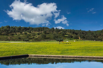 Water trough for horses in the middle of beautiful yellow fields and blue skies. Farm in the countryside of Ribatejo - Chamusca - Portugal