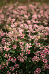 Pink Springtime Flowers photographed with a Shallow Depth of Field