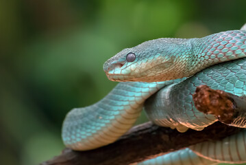 Trimesurus insularis also known as blue viper