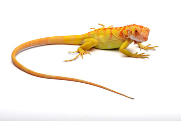 Yellow albino iguana on white background