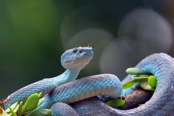 Trimesurus insularis also known as blue viper