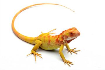 Fototapeta premium Yellow albino iguana on white background