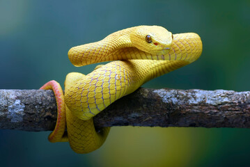 White-lipped island pit viper on the tree branch