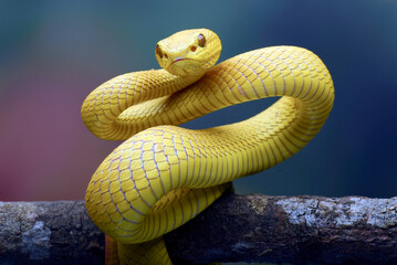 White-lipped island pit viper  on the tree branch