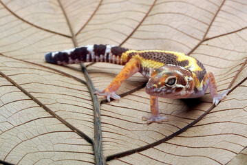 Leopard gecko on a leaf