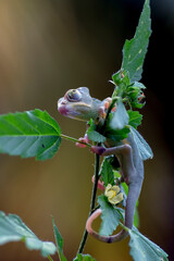 Close up photo of a baby veiled chameleon