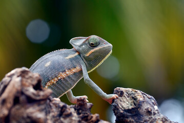 Close up photo of a baby veiled chameleon