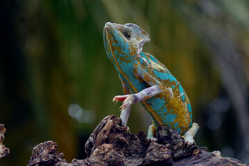 Veiled chameleon on a tree branch