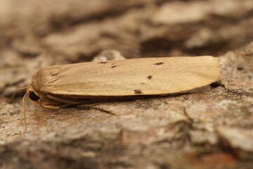 Closeup on the the dotted footman moth, Pelosia muscerda sitting on wood