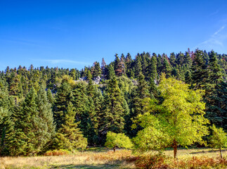 Fototapeta na wymiar Green forest landscape in autumn