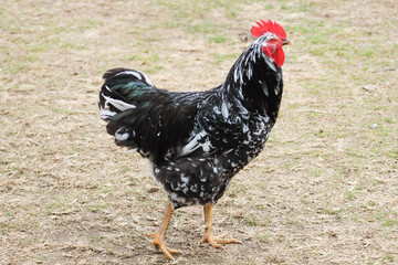 rooster in the farm