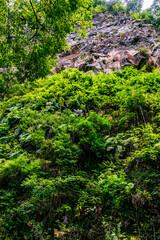 Vegetación en la isla de La Palma.