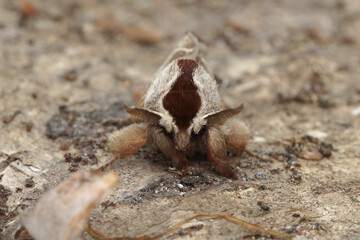 Close up of the European chocolate-tip moth, Clostera curtula on wood