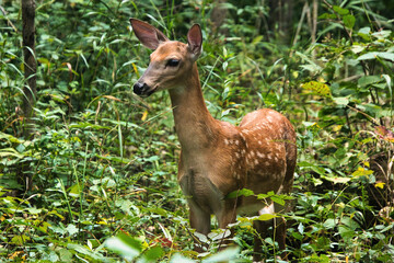 On a summer day, a whitetail fawn watches from a lush green forest.