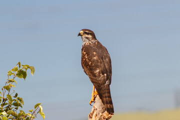 Young hawk watching for game on a branch