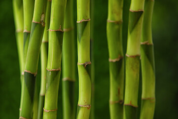 Fototapeta na wymiar Bamboo stems on blurred background, closeup