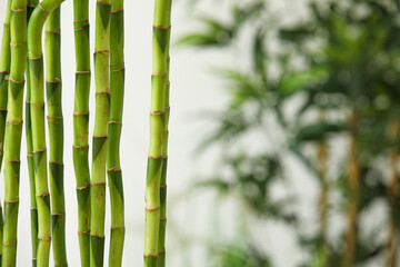 Obraz premium Bamboo stems on blurred background, closeup