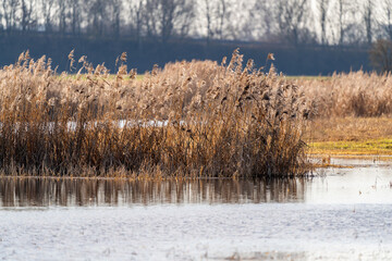 Isarmoos Moor und Vogelschutzgebiet in Niederbayern | Mettenbacher-Grießbacher Moos