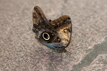 Butterfly Kaligo memnon sits on a stone. Butterfly garden. Grey background. Brown butterfly with eyes on wings.,butterfly on the stone