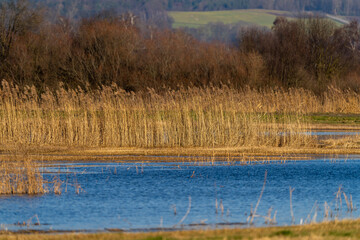 Isarmoos Moor und Vogelschutzgebiet in Niederbayern | Mettenbacher-Grießbacher Moos