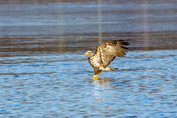 eagle on ice