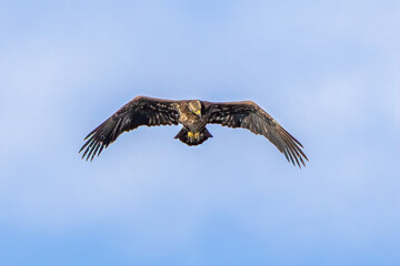 eagle in flight