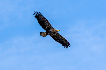 eagle in flight