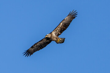 Obraz premium eagle in flight