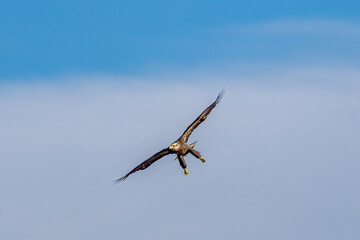 eagle in flight