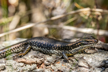 Obraz premium Australian Yellow-bellied Water Skink basking on log