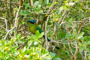 colombian bird momotus momota aequatorialis