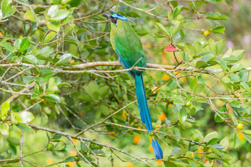 colombian bird momotus momota aequatorialis