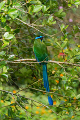 colombian bird momotus momota aequatorialis