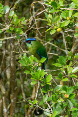 colombian bird momotus momota aequatorialis