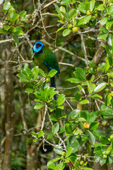 colombian bird momotus momota aequatorialis
