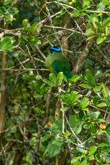 colombian bird momotus momota aequatorialis