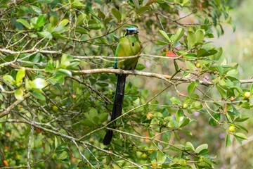 colombian bird momotus momota aequatorialis