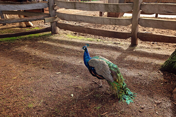 peacock in the zoo