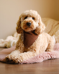 Cockapoo dog sitting on rug wearing a brown bandana