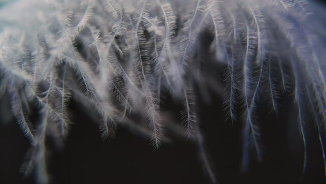 Slow motion feather background. Macro. Close up. White fluff in black background