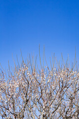 青空と白い梅の花	